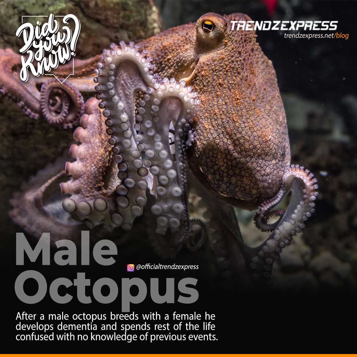 Awesome and interesting facts about Octopus Skroll